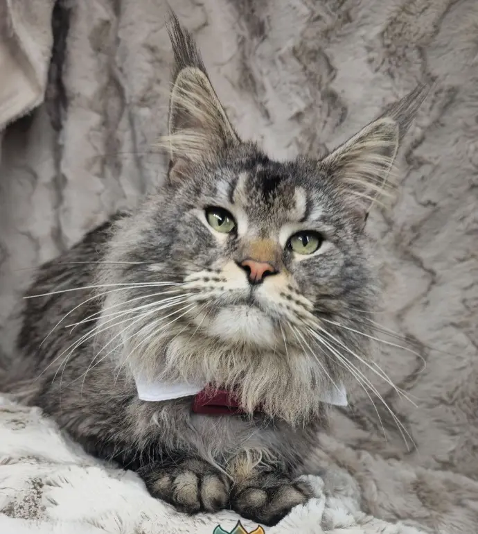 Maine coon Narnya's Lynx Coon