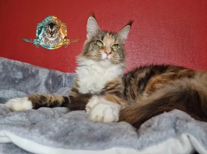 Maine coon Narnya's Lynx Coon