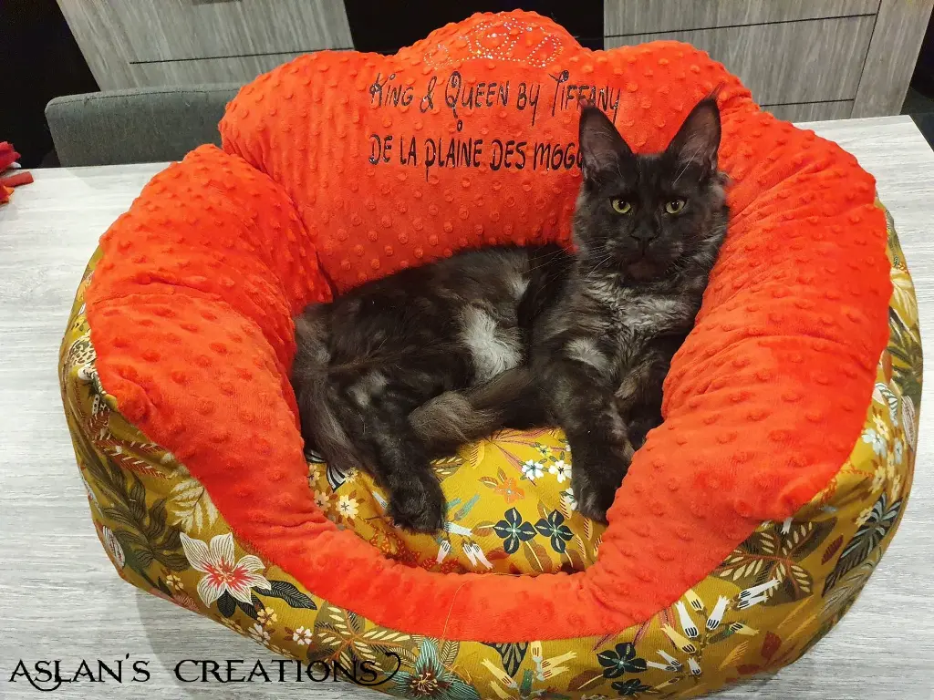 472715618_934041988853347_6223898683973922105_n (1).webp