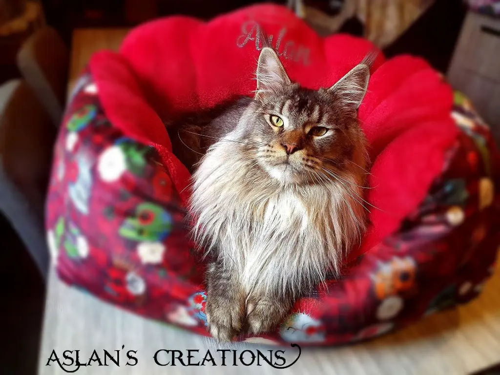 470659441_921532176770995_4697859694223426701_n (1).webp