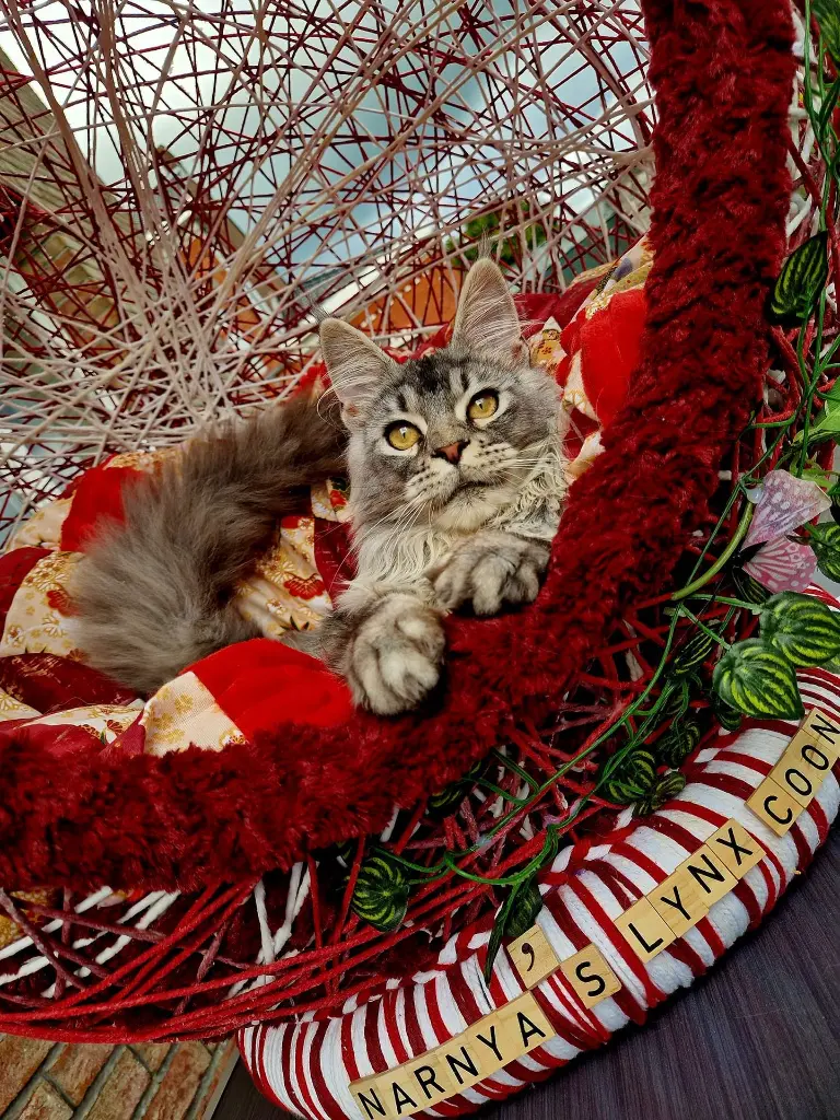 482248102_991041836491933_3954093483843006004_n (1).webp